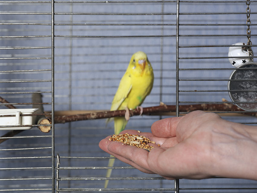 Cage oiseaux Amarante + pied