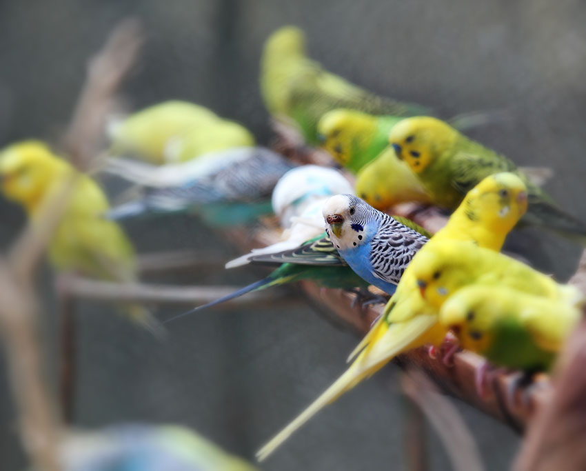 Quels oiseaux choisir pour une volière extérieure ? - Blog Jardin