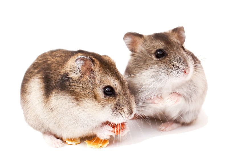 les hamsters adorent les graines