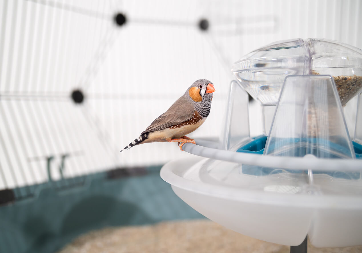Cage à oiseaux Geo, Une magnifique cage en dôme pour vos oiseaux